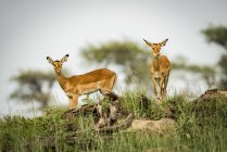 Two female impala ( Aepyceros melampus ) looking down from ridge, Serengeti National Park; Tanzania — Stock Photo