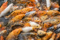 Reichtum an Koi-Fischen in einem Teich; hue, thua thien-hue, vietnam — Stockfoto