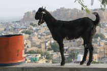 A goat in the foreground with Jaisalmer Fort in the distance; Jaisalmer, Rajasthan, India — Stock Photo