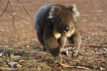 Koala (Phascolarctos cinereus) caminando por el suelo; Australia - foto de stock