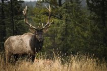 A bull Moose ( alces alces ) with antlers in Jasper National Park; Alberta, Canada — Stock Photo
