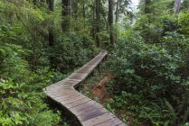 A wooden boardwalk leading through a rainforest in Pacific Rim National Park, Schooner Cove Trail, Vancouver Island; British Columbia, Canada — Stock Photo