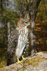 Immature Cooper 's Hawk (Accipiter cooperii), Finger Lakes Region; Nueva York, Estados Unidos de América - foto de stock