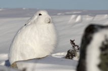 Арктический заяц (Lepus arcticus) в снегу; Черчилль, Манитоба, Канада — стоковое фото