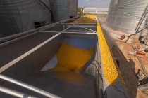 Getreide-LKW beladen mit Mais am Getreidetrockner und Mülleimerkomplex während der Maisernte, in der Nähe von Nerstrand; Minnesota, Vereinigte Staaten von Amerika — Stockfoto