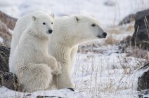 Mãe e filhote Ursos polares (Ursus maritimus) sentados na neve; Churchill, Manitoba, Canadá — Fotografia de Stock