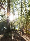 Солнечный удар сквозь лес в долине Линн Каньон, Северный Ванкувер; Ванкувер, Британская Колумбия, Канада — стоковое фото