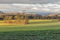 Mirando más allá de un campo de coles a las lejanas colinas Cheviot; Northumberland, Inglaterra - foto de stock