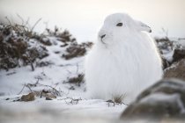 Арктический заяц (Lepus arcticus) в снегу; Черчилль, Манитоба, Канада — стоковое фото
