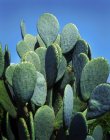 Primer plano de una planta de cactus y cielo azul, cerca de la Ciudad de México; México - foto de stock
