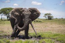 Elefante con colmillos grandes; Ndutu, Tanzania - foto de stock