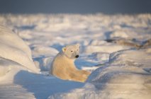 Oso polar (Ursus maritimus) sentado en la nieve al atardecer mirando hacia atrás hacia la cámara; Churchill, Manitoba, Canadá - foto de stock