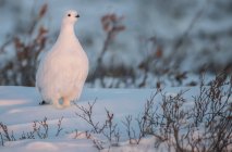 Куріпка біла (Lagopus lagopus) в снігу; Черчілль, Манітоба, Канада — стокове фото