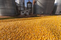 Getreide-LKW beladen mit Mais am Getreidetrockner und Mülleimerkomplex während der Maisernte, in der Nähe von Nerstrand; Minnesota, Vereinigte Staaten von Amerika — Stockfoto