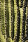 Die sehr scharfen und stacheligen Dornen eines Saguaro-Kaktus (carnegiea gigantea); arizona, vereinigte staaten von amerika — Stockfoto