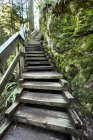 Gradini di legno che conducono attraverso la foresta nel Lynn Valley Canyon, Vancouver settentrionale; Vancouver, Columbia Britannica, Canada — Foto stock