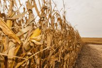 Orecchio di mais su una pianta in un campo di mais pronto per il raccolto, vicino a Nerstrand; Minnesota, Stati Uniti d'America — Foto stock