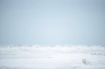 Zorro ártico (Vulpes lagopus) en la nieve en la costa de la bahía de Hudson; Churchill, Manitoba, Canadá - foto de stock
