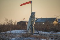 Polar bear ( Ursus maritimes ) standing up holding onto a wind sock; Churchill, Manitoba, Canada — Stock Photo