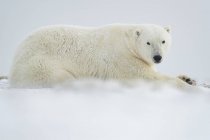 Polar bear ( Ursus maritimus ) laying in the snow; Churchill, Manitoba, Canada — Stock Photo