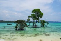 Arbres poussant dans les eaux turquoise au large des côtes ; îles Andaman, Inde — Photo de stock