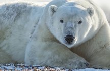 Полярний ведмідь (Урсус maritimus) лежачи на снігу, дивлячись на камери; Черчілль, Манітоба, Канада — стокове фото