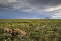 Cheetahs (Acinonyx jubatus) mangeant un gnous ; Ndutu, Tanzanie — Photo de stock