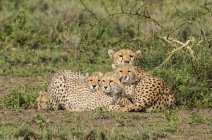 Familia de guepardos (Acinonyx jubatus) tendidos en el suelo; Ndutu, Tanzania - foto de stock