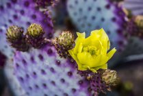 El centro cargado de polen en la floración amarilla de una flor de cactus de pera espinosa (Opuntia) y brotes futuros; Arizona, Estados Unidos de América - foto de stock