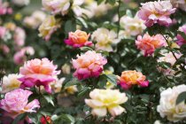 Floraison roses ; Boston, Massachusetts, États-Unis d'Amérique — Photo de stock