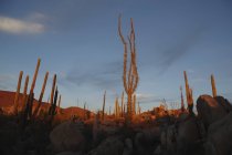 Plantes de cactus illuminées au coucher du soleil ; Catavina, Basse-Californie, Mexique — Photo de stock