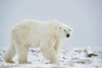 Белый медведь (Ursus maritimus) ходит по снегу; Черчилль, Манитоба, Канада — стоковое фото