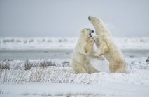 Polar bears ( Ursus maritimus ) play sparring while waiting for the ice to form on Hudson Bay; Churchill, Manitoba, Canada — Stock Photo