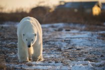 Urso polar (Ursus maritimes) caminhando em direção à câmera ao entardecer; Churchill, Manitoba, Canadá — Fotografia de Stock
