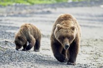 Un oso pardo de cerda (Ursus Americans) le enseña a su cachorro a cavar en busca de almejas en Hallo Bay, Katmai National Park; Homer, Alaska, Estados Unidos de América - foto de stock