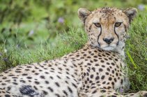 Cheetah ( Acinonyx jubatus ) lying on grass; Ndutu, Tanzania — Stock Photo