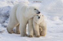 Мать и детеныш белых медведей (Ursus maritimus), идущих по снегу; Черчилль, Манитоба, Канада — стоковое фото