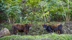 Dos vacas pastando en exuberante follaje; Sikkim, India - foto de stock