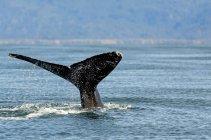 Горбатый кит (Megaptera novaeangliae) fluke вдоль побережья залива Качемак; Гомер, Аляска, Соединенные Штаты Америки — стоковое фото
