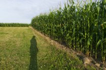 Sombra de um fazendeiro verificando sua cultura de milho crescente, perto de Loretto; Minnesota, Estados Unidos da América — Fotografia de Stock