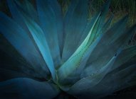 Agave bleu plante ; Mexique — Photo de stock