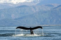 Горбатий кит (Megaptera novaeangliae) fluke вздовж узбережжя Kachemak затоки; Гомер, Аляска, США — стокове фото