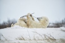 Полярний ведмідь (Урсус maritimus), граючи з палицею в снігу; Черчілль, Манітоба, Канада — стокове фото