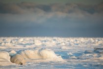 Polar bear ( Ursus maritimus ) lying in the snow sleeping at sunset; Churchill, Manitoba, Canada — Stock Photo