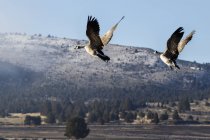 Гуси Канада (Бранта canadensis) Зліт Стівенсон парк в зимовий період; Olene, Сполучені Штати Америки — стокове фото
