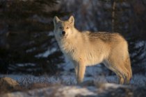Lobo noroeste (Canis lupus occidentalis) ao pôr-do-sol; Churchill, Manitoba, Canadá — Fotografia de Stock