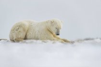 Белый медведь (Ursus maritimus) лежит в снегу; Черчилль, Манитоба, Канада — стоковое фото