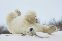 Oso polar (Ursus maritimus) al revés jugando en la nieve; Churchill, Manitoba, Canadá - foto de stock