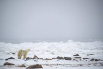 Oso polar (Ursus maritimus) mirando a la bahía de Hudson para ver si el hielo se ha formado; Churchill, Manitoba, Canadá - foto de stock