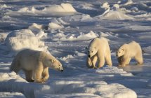 Mãe e filhote ursos polares (Ursus maritimus) na neve perseguindo outro urso; Churchill, Manitoba, Canadá — Fotografia de Stock
